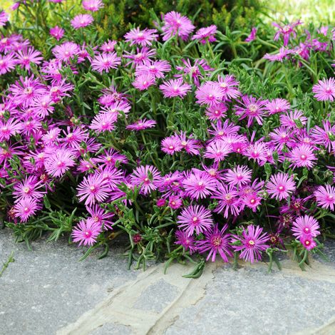 Bloomique - Lot de 3 - Delosperma Cooperi Table Mountain - Fleur de glace - Plantes de jardin - Résistantes à l'hiver - Hauteur 10-20 cm - Pot 9x9 cm (1/5)