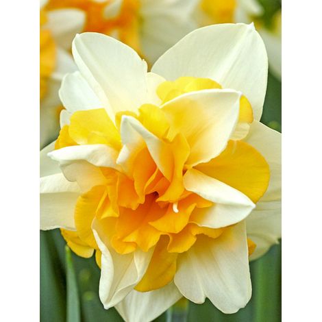 Narcisse à fleurs doubles 'Sweet Desire' Bulbe calibre 12+ (par 5) (1/2)