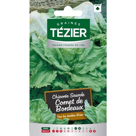 Tezier - Chicorée scarole Cornet de Bordeaux (1/2)