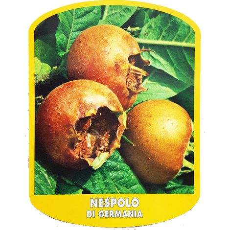 Nespolo di Germania (Pianta di 3 anni) (1/2)