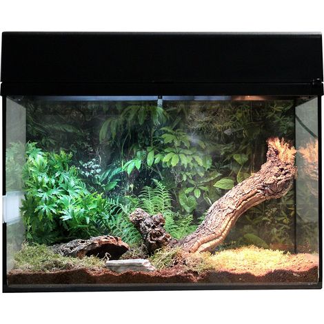 Lucky Reptile - Starter Kit per ragni e scorpioni 50 cm - Set completo con terrario per tarantole - Kit terrario di qualità e accessori da principianti - Starter set ragni e scorpioni nero (1/5)