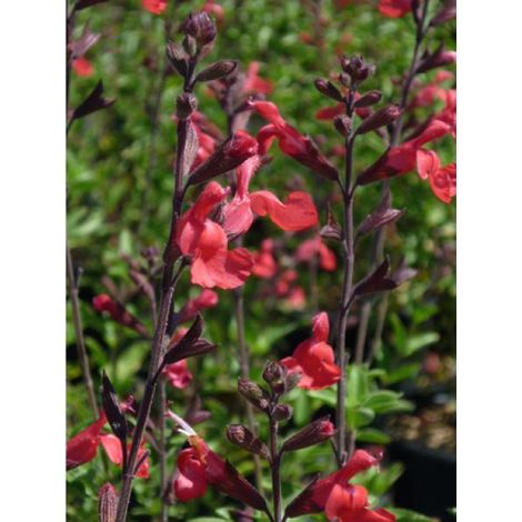 Sauge à petites feuilles Reve® 'Rouge' Pot de 2L/3L (1/2)