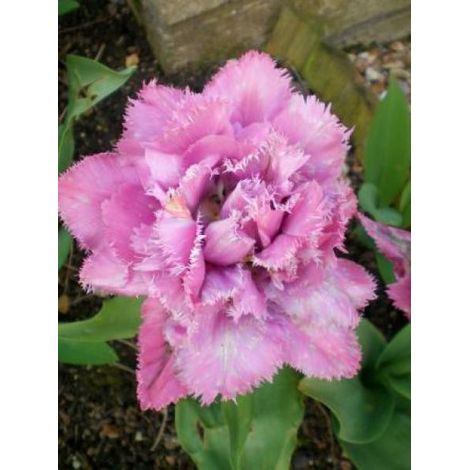 Tulipe dentelles 'Matchpoint' Bulbe calibre 12+ (par 6) (1/2)
