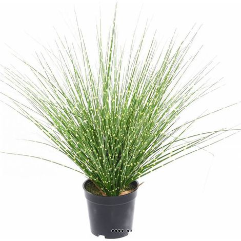 Fausse herbe miscanthus en touffe zébrée H 45 cm D 30 cm