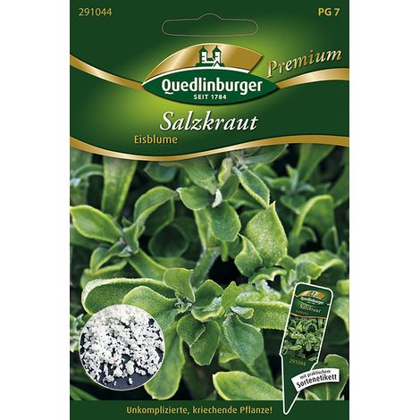 Quedlinburger Saatgut – Ficoïde glaciale – Graines d'herbes aromatiques, plante succulente, hauteur env. 10 cm
