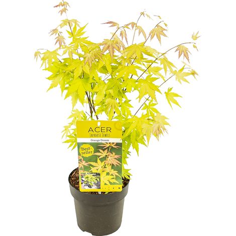 Bloomique - Acer palmatum 'Orange Dream' - Érable du Japon - Feuillage orange - Résistant au froid - 40-50 cm de Haut - Pot 15 cm (1/5)