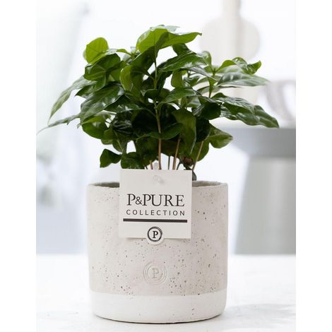 Plante de Caféier Coffea Arabica en Pot Céramique Jade Ø 12 cm Hauteur 20 cm - PANGIVO
