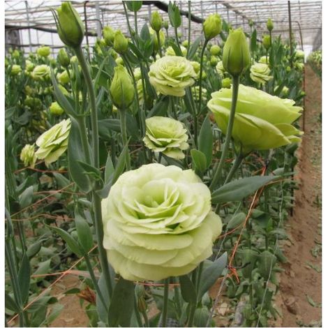 500 graines de lisianthus vert - Floraison originale et colorée, facile à cultiver, idéal pour jardin et pots décoratifs (1/5)