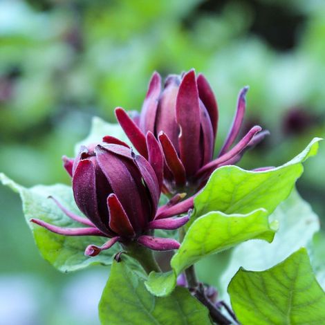 Arbre aux anémones, Calycanthus/Pot de 3L - 40/60 cm