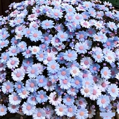 2000 graines de marguerite bleue Mau, graines de fleurs, naturellement parfumées, adaptées à la plantation en jardin, engrais inclus. (1/5)