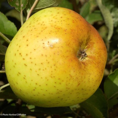 Pommier 'Reinette Clochard' Pot de 7,5L/10L, Gobelet (1/4)