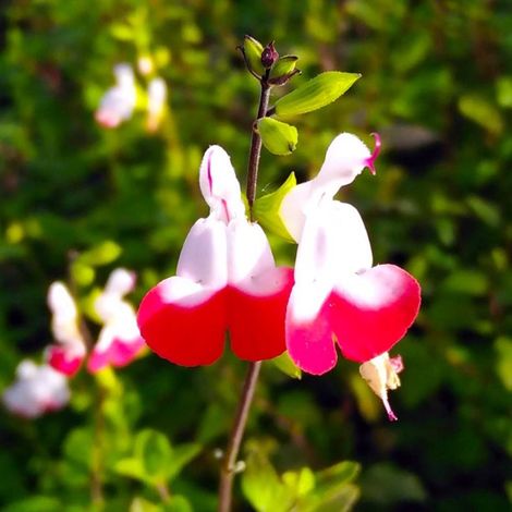 3 Sauges 'Hot Lips' (Salvia Microphylla 'Hot Lips')