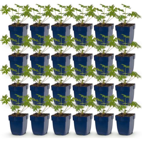 Géranium Vivace Johnson's Blue Couvre-sol Fleurs Bleu-Violet Lot de 24 Plantes en Pot de 11 cm - PANGIVO (1/5)