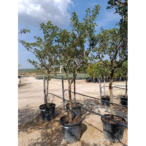 CRATAEGUS AZAROLUS ALB.55 1/2 FUSTO CRF.16/18