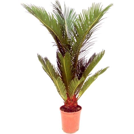 Planta Natural Palmera Cyca Revoluta en Maceta M17