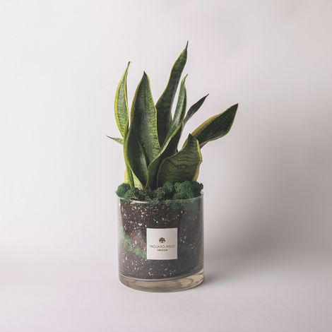 Sansevieria in vaso vetro cilindro muschio stabilizzato Amazzonia