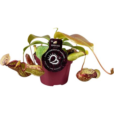 Plante Carnivore Nepenthes Gaya avec Urnes Suspendues Décorative Pot Ø12 cm Hauteur 17 cm - PANGIVO