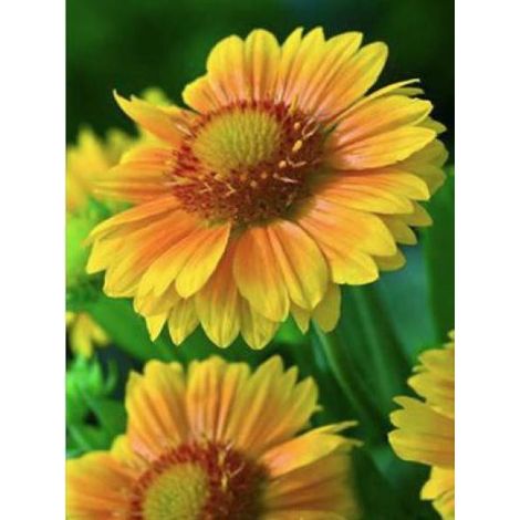 Gaillarde vivace 'African Sunset' Graines (1/2)