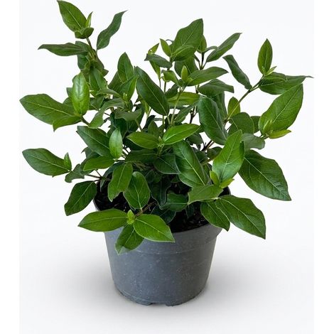 Bloomique - Viburnum Tinus Gwenllian - Boule de neige - Arbuste - Plante de jardin - Boutons roses, fleurs blanches - Rustique - Persistant - Hauteur 25-30 cm - Pot 17 cm (1/4)