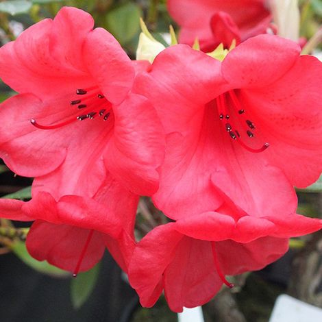 Rhododendron 'Elizabeth' - 20-30 cm pot