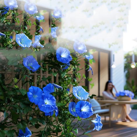 graines d'ipomée grimpante aromatiques + engrais 100 bleu clair (1/5)