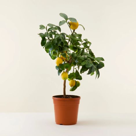 Limone lunario "Citrus limon" limone 4 stagioni pianta in vaso  22 cm Agrumi di Sicilia (1/3)