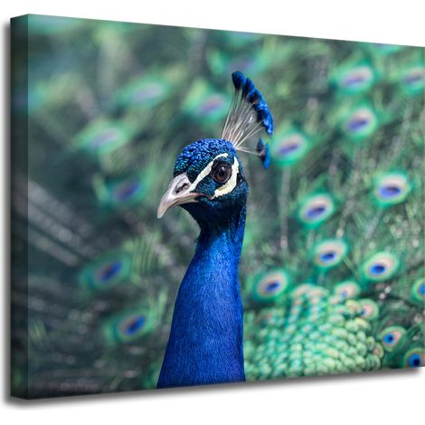 Leinwanddruck Tiere Bunter Pfau 50x40 cm Vogel Indischer Pfau