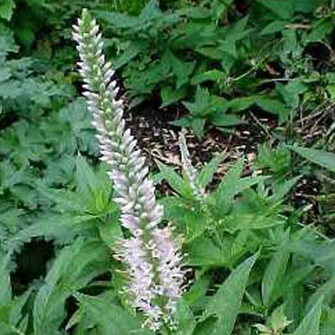 4 x Veronicastrum virginicum 'Album' - godet 9x9 cm