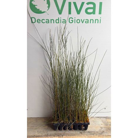 3 x PIANTA di GINESTRA ODOROSA 'SPARTIUM JUNCEUM'