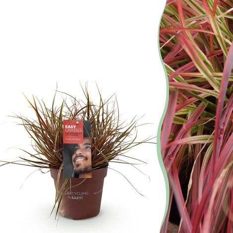 Graminée Décorative Uncinia rubra Everflame Rouge - Plante Persistante Rustique - Pot 17cm H50cm - PANGIVO (1/4)