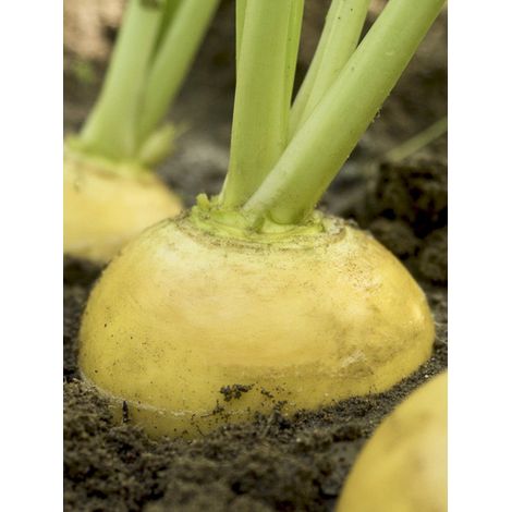Navet 'Oregon F1' le sachet de 200 graines (0,5g) (1/2)