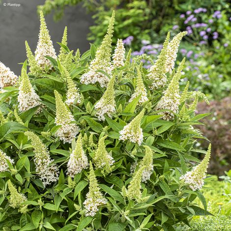 Arbre aux papillons 'Butterfly Candy Little White' Godet de 8/9 cm (1/2)