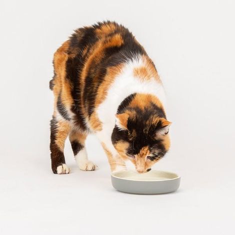 Scruffs Classic Pet Saucer 13cm - PK 6 - 267788 (1/2)