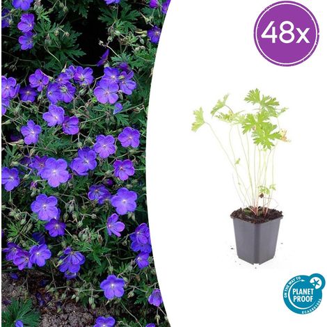 Lot de 48 Géraniums Vivaces Johnson's Blue Fleurs Bleu Vif Couvre-sol Hauteur 10-25 cm Pot Ø 9 cm - PANGIVO (1/5)