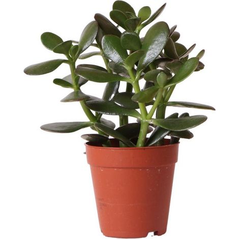 Plante Verte d'Intérieur Succulente Crassula Ovata - Plante Grasse en Pot Ø 9 cm - PANGIVO (1/5)