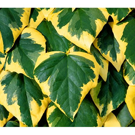 Gardenaria Edera - Hedera colchica 'Dentata Variegata' - Pianta rampicante ornamentale da esterno - Altezza: 180/200 cm (vaso 24) (1/2)