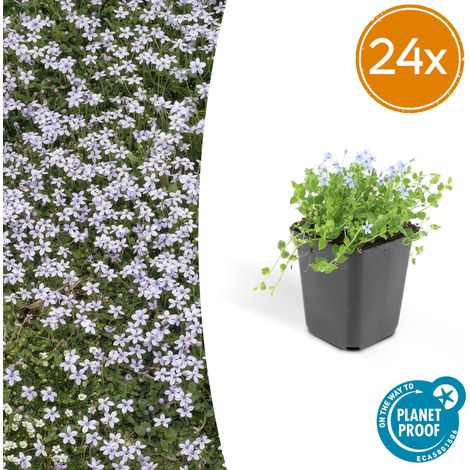 Lot de 24 Isotoma fluviatilis Couvre-sol Vivace Fleurs en Étoile Bleues Pot Ø 9 cm - PANGIVO (1/5)