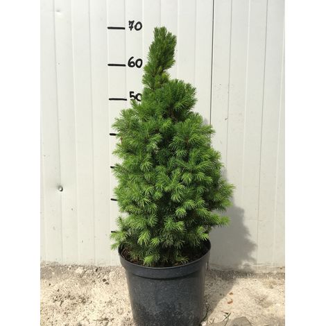 Picea Glauca 'Conica' (o 'Albertiana 'Conica') vaso 20cm