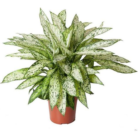 Dieffenbachia Vesuvius Plante d’intérieur feuillage décoratif Pot 27 cm Hauteur 80 cm - PANGIVO