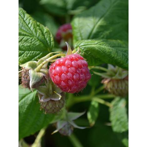 Framboisier 'Meeker' Pot de 1,5L/2L (1/3)