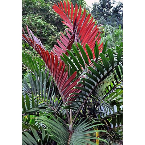 Plante Chambeyronia macrocarpa, H80cm, photos réelles