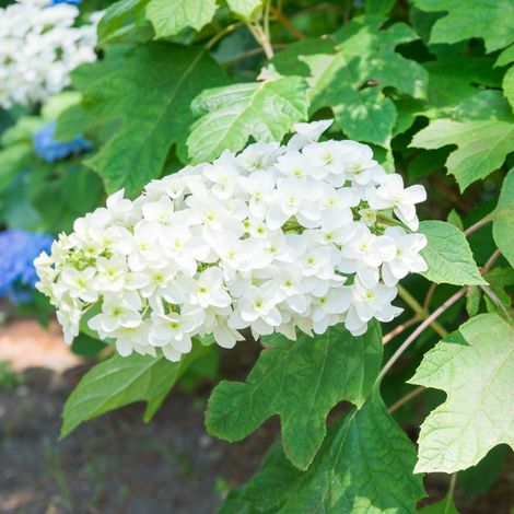 Hortensia quercifolia sikes dwarf - Hydrangea quercifolia sikes dwarf Pot 3L (1/2)