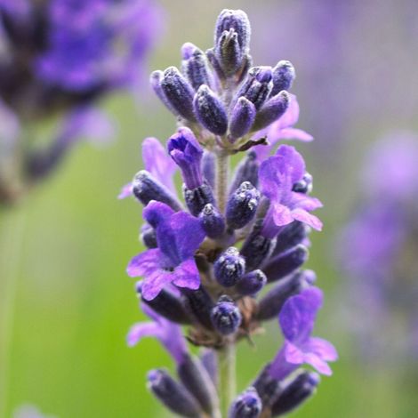 Lavande Dwarf Blue/Pot de 3L - 20/40 cm (1/4)