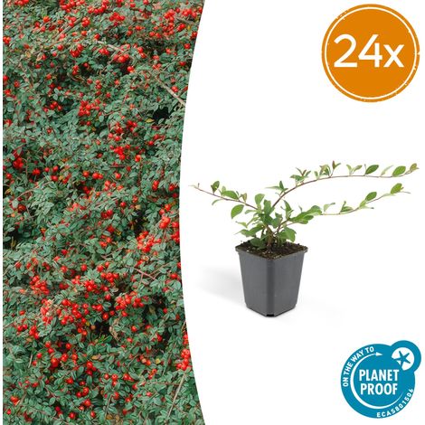 Lot de 24 Cotoneaster dammeri 'Major' Couvre-sol Robuste Fleurs Blanches et Baies Rouges Ø9 cm - PANGIVO (1/5)