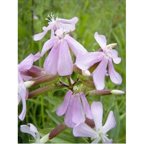 Saponaire officinale Godet de 7/8 cm