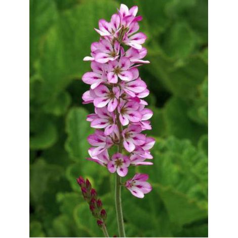 Francoa sonchifolia Godet de 8/9 cm (1/3)