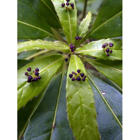 Helwingia himalaica Pot de 3L/4L