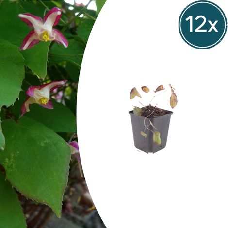 Epimedium rubrum - Lot de 12 Plantes Vivaces Couvre-sol - Fleurs Rose Rougeâtre - Pot Ø9cm - PANGIVO (1/5)