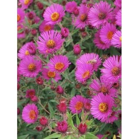 Aster de la Nouvelle-Angleterre 'Andenken an Paul Gerber' Godet de 8/9 cm (1/2)