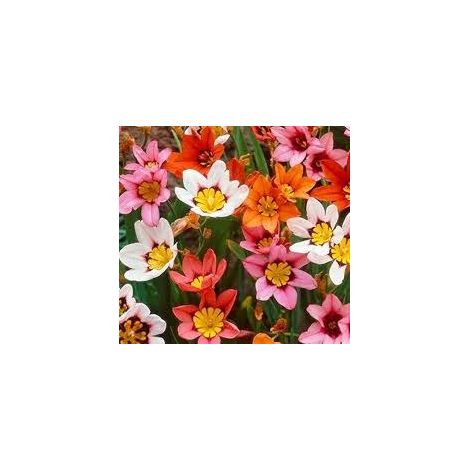Bulbi di Sparaxis Assortito 4+ – Fiori vivaci e decorativi (1/5)